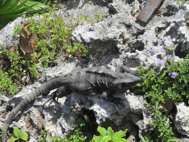 Lazy lizards at Tulum Ruins